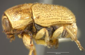 Media type: image;   Entomology 5046 Aspect: habitus lateral view